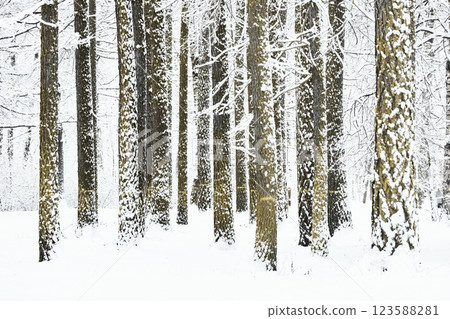 The heavy snowfall in a wild park, winter fairy tale in the forest, snow-covered tree branches, large flakes of snow are slowly falling, nobody, snow storm, blizzard The heavy snowfall in a wild park, winter fairy tale in the forest, snow-covered tree branches, large flakes of snow are slowly falling, nobody, snow storm, blizzard 123588281