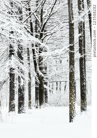 The heavy snowfall in a wild park, winter fairy tale in the forest, snow-covered tree branches, large flakes of snow are slowly falling, nobody, snow storm, blizzard The heavy snowfall in a wild park, winter fairy tale in the forest, snow-covered tree branches, large flakes of snow are slowly falling, nobody, snow storm, blizzard 123588282