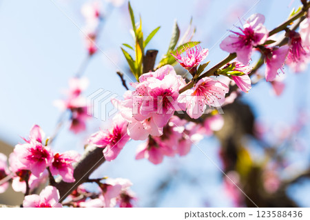 Close up of pink blossoming peach flowers 123588436