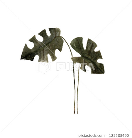 Watercolor set with jungle monstera leaves, isolated on white. Botanical clip art hand drawn with watercolor and pencil. mixed media Watercolor set with jungle monstera leaves, isolated on white. Botanical clip art hand drawn with watercolor and pencil. mixed media 123588490