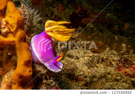A beautiful and colorful nudibranch in purple and yellow in a strong current. Hypselodoris apolegma A beautiful and colorful nudibranch in purple and yellow in a strong current. Hypselodoris apolegma 123588980