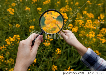 A man in a rapeseed field examines yellow rapeseed flowers A man in a rapeseed field examines yellow rapeseed flowers 123589139