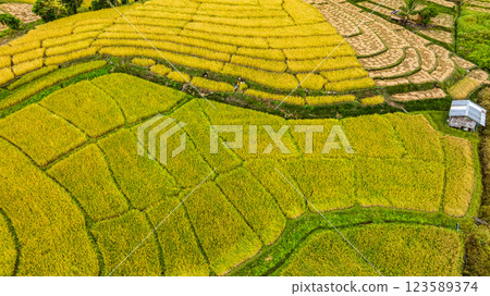 Aerial view of Rice terraces on a steep mountain produce bright yellow ears Aerial view of Rice terraces on a steep mountain produce bright yellow ears 123589374