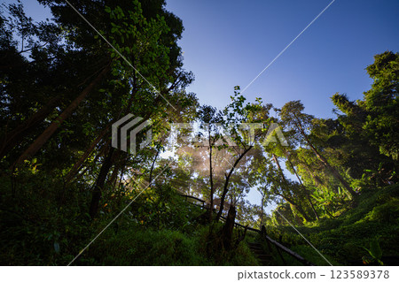 Forest sunbeams shining through the canopy of the trees 123589378