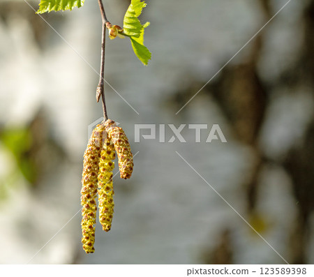 Birch buds bloom against the background of a birch trunk Birch buds bloom against the background of a birch trunk 123589398