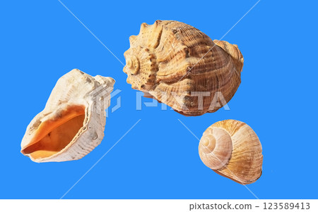 Three shells of sea molluscs isolate on a blue background 123589413