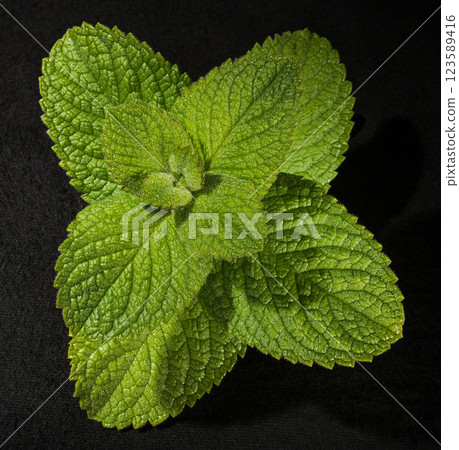 Bright green mint leaves close-up on a black background 123589416