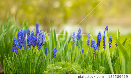blue muscari flowers bloom in early spring blue muscari flowers bloom in early spring 123589419