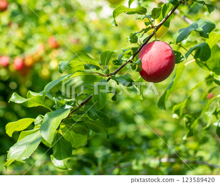 red plum on a branch ripens in the garden red plum on a branch ripens in the garden 123589420