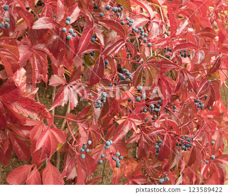 Thickets of girlish grapes in autumn coloring 123589422