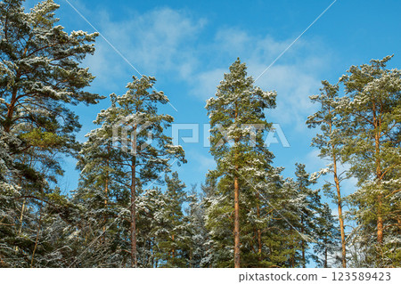 Winter landscape on a sunny day. Tops of snow-covered pines against the background of a bright blue February sky Winter landscape on a sunny day. Tops of snow-covered pines against the background of a bright blue February sky 123589423