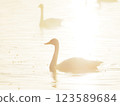A swan floating on the lake shining in the morning sun 123589684