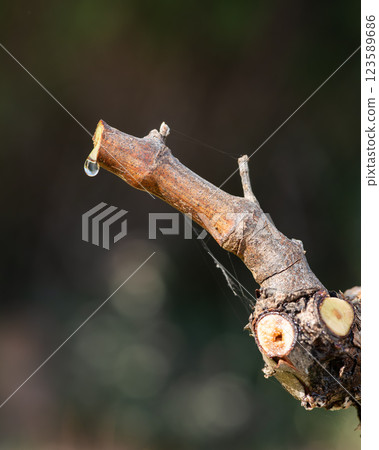 Drops of sap on the branches of the vine in winter. Agriculture. 123589686