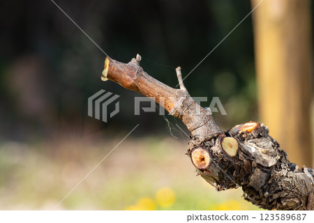 Drops of sap on the branches of the vine in winter. Agriculture. Drops of sap on the branches of the vine in winter. Agriculture. 123589687