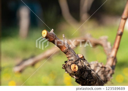 Drops of sap on the branches of the vine in winter. Agriculture. Drops of sap on the branches of the vine in winter. Agriculture. 123589689
