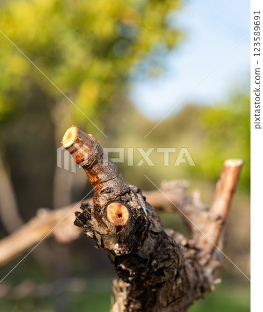Vine branches soaked in sap in winter. Agriculture. 123589691