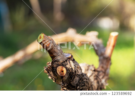 Vine branches soaked in sap in winter. Agriculture. 123589692