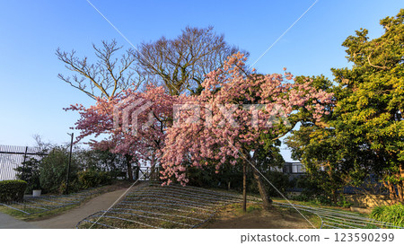 Spring in Enoshima 123590299