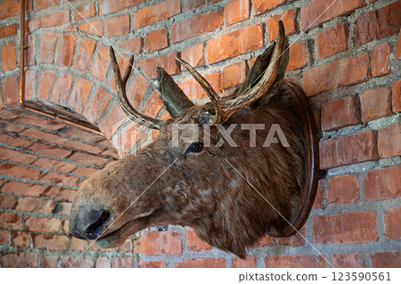 Mounted Moose Head on Brick Wall 123590561