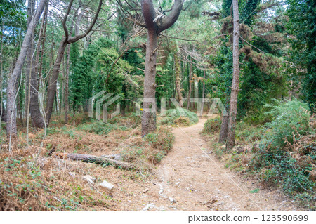 Green deep forest in mountain near bay Boka and Kotor town in Montenegro in winter time 123590699