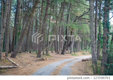 Green deep forest in mountain near bay Boka and Kotor town in Montenegro in winter time 123590701