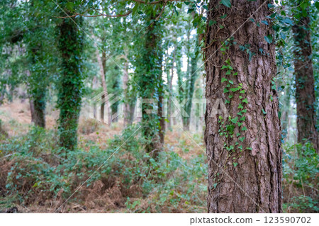 Green deep forest in mountain near bay Boka and Kotor town in Montenegro in winter time Green deep forest in mountain near bay Boka and Kotor town in Montenegro in winter time 123590702