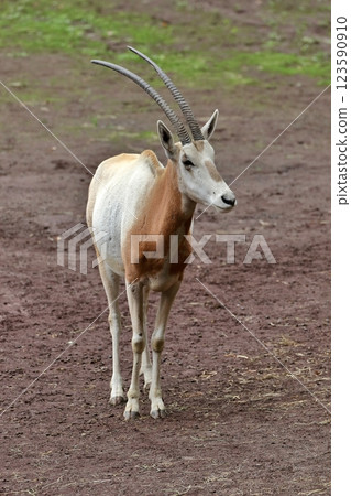Scimitar oryx standing on the ground 123590910