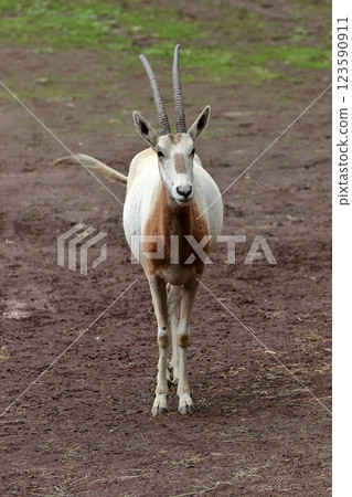 彎刀羚羊站在前面 123590911