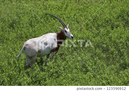 彎刀羚羊側身站在草地上 123590912