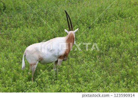 Back shot of a Scimitar oryx standing on the grass 123590914