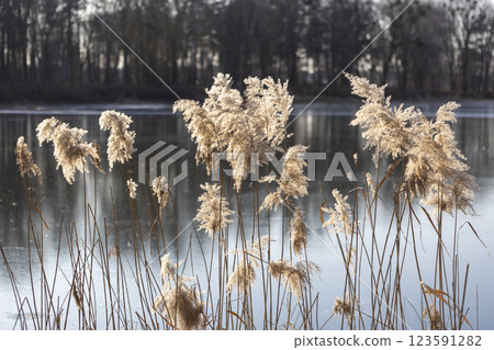 Reeds sway in the wind on a winter day against the backdrop of a frozen river covered in ice 123591282