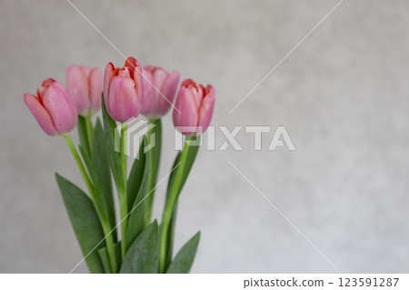 bouquet of pink tulips on a gray background 123591287