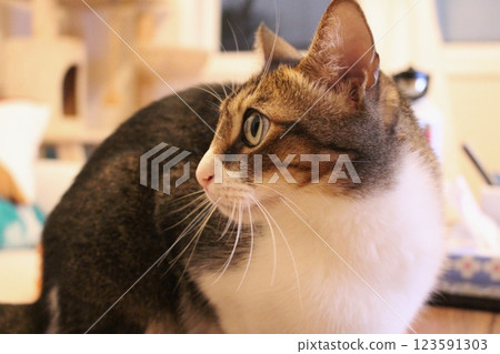 Cat  123591303