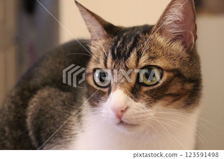 Cat  123591498