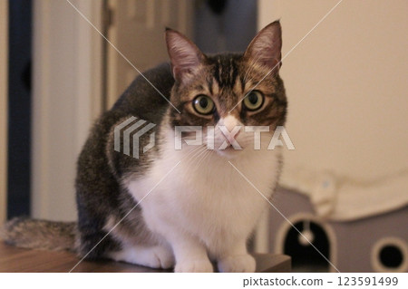 Cat Cat 123591499