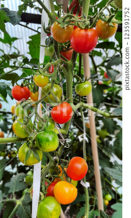 Tomatoes at various ripeness stages hang on a vine, supported by stakes in a garden. Concept is growth and natural produce. 123591752