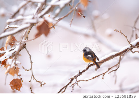 一隻達烏爾紅尾鴝在雪中棲息在樹枝上 123591859