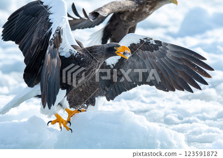 Eagle landing on drift ice Eagle landing on drift ice 123591872