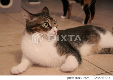 Cat Cat 123591883