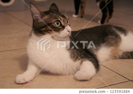 Cat Cat 123591884