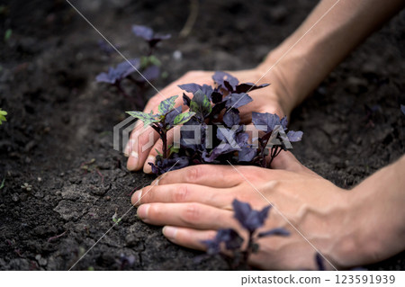 The gardener plants the basil with hands. The gardener plants the basil with hands. 123591939