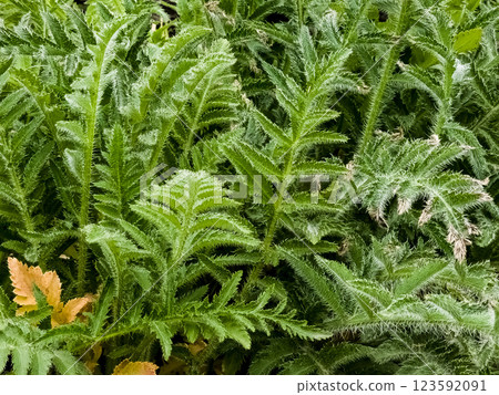 Green leaves of Papaver orientale in early spring. Green background. Close-up 123592091