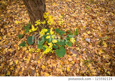 Fallen leaves and flowers Fallen leaves and flowers 123592114