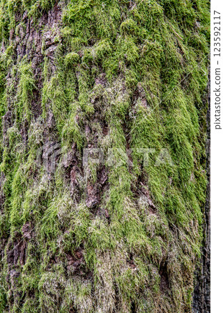 Background. Close-up view of moss over pine tree trunk 123592117