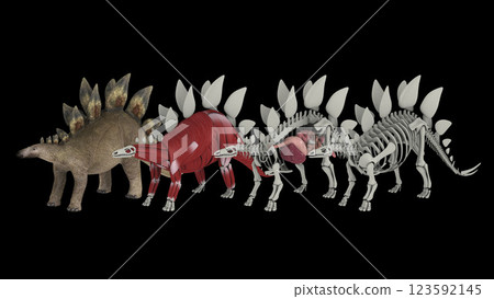 Anatomy of a Stegosaurus dinosaur. 123592145
