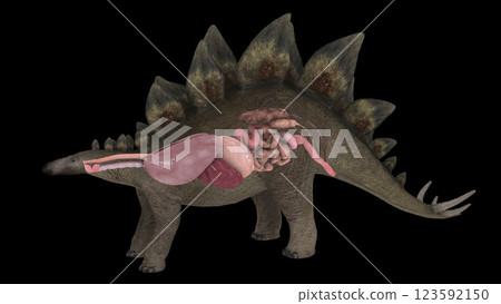 Respiratory and digestive system of a Stegosaurus dinosaur. Respiratory and digestive system of a Stegosaurus dinosaur. 123592150