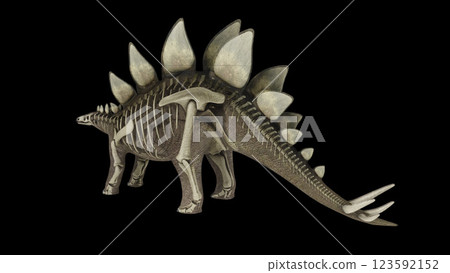 3D illustration of Stegosaurus, with skeletal system overlay. 123592152