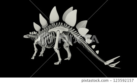 Skeletal system of a Stegosaurus dinosaur. 123592157