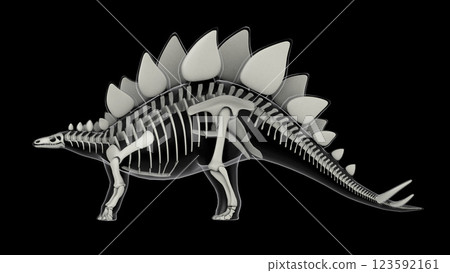 Skeletal system of Stegosaurus, x-ray side view. 123592161