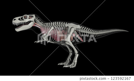 Internal anatomy of T-rex with skeletal structure. 123592167